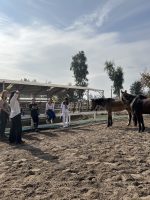 Coaching con Caballos - Fortaleciendo Vínculos - Imagen 5