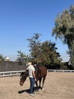 Coaching con Caballos - Fortaleciendo Vínculos - Imagen 3