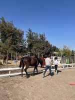 Coaching con Caballos - Fortaleciendo Vínculos - Imagen 2