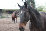 Dia del Padre - Fortaleciendo Vínculos - Coaching con Caballos - Imagen 4