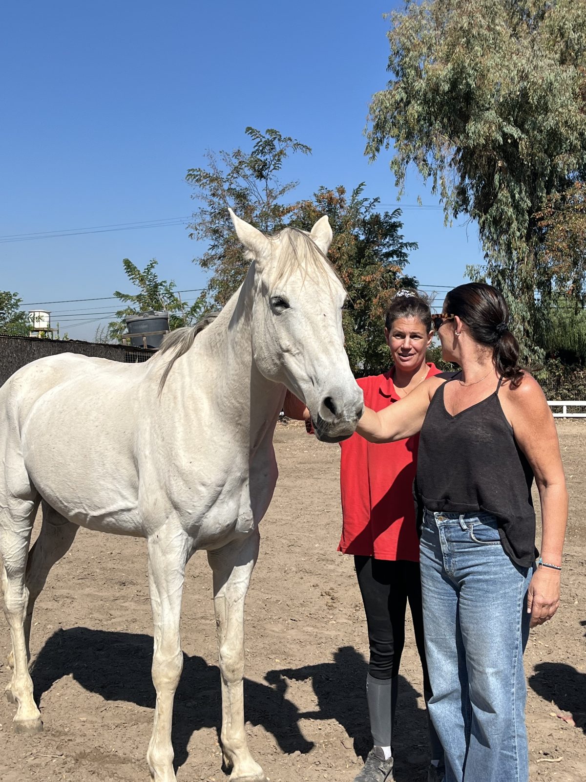Coaching con Caballos - Fortaleciendo Vínculos