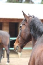 Dia del Padre - Fortaleciendo Vínculos - Coaching con Caballos - Imagen 3