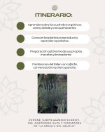 Taller: "Cómo reproducir lavandas y lilas" - Imagen 2
